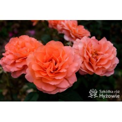 Augusta Luise® Pokaźne kwiaty, nabite płatkami, pomarańczowo- łososiowej barwy , bardzo mocnym zapachu. Niski krzew.