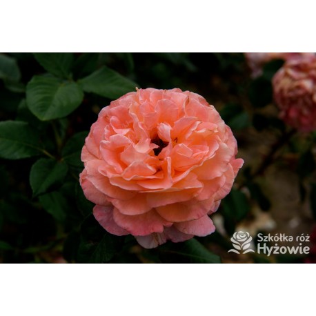 Augusta Luise® Pokaźne kwiaty, nabite płatkami, pomarańczowo- łososiowej barwy , bardzo mocnym zapachu. Niski krzew.