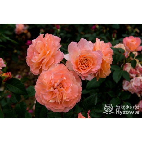 Augusta Luise® Pokaźne kwiaty, nabite płatkami, pomarańczowo- łososiowej barwy , bardzo mocnym zapachu. Niski krzew.