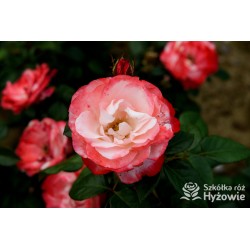 Nostalgie® Duże, pełne czerwono-białe kwiaty , bardzo przyjemnie pachnie.  Błyszczące, ciemnozielone liście. Niski krzew.