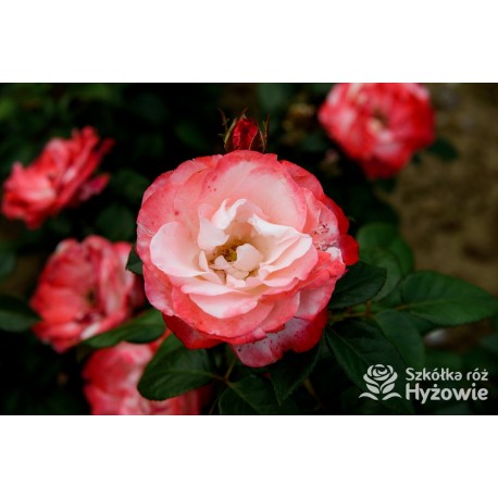 Nostalgie® Duże, pełne czerwono-białe kwiaty , bardzo przyjemnie pachnie.  Błyszczące, ciemnozielone liście. Niski krzew.