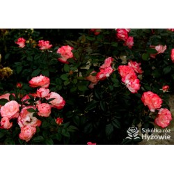 Nostalgie® Duże, pełne czerwono-białe kwiaty , bardzo przyjemnie pachnie.  Błyszczące, ciemnozielone liście. Niski krzew.