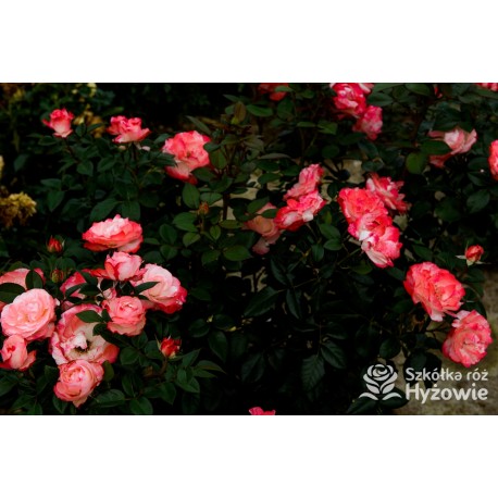 Nostalgie® Duże, pełne czerwono-białe kwiaty , bardzo przyjemnie pachnie.  Błyszczące, ciemnozielone liście. Niski krzew.