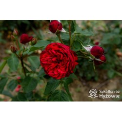 Piano® Pokaźne kwiaty, szczelnie wypełnione płatkami, o czerwonej barwie. Delikatnie pachnie.  Średniej wysokości krzew. 