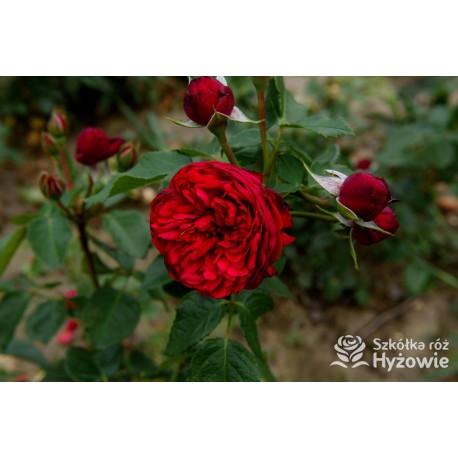 Piano® Pokaźne kwiaty, szczelnie wypełnione płatkami, o czerwonej barwie. Delikatnie pachnie.  Średniej wysokości krzew. 