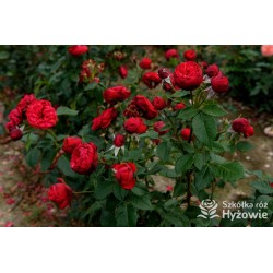 Piano® Pokaźne kwiaty, szczelnie wypełnione płatkami, o czerwonej barwie. Delikatnie pachnie.  Średniej wysokości krzew. 