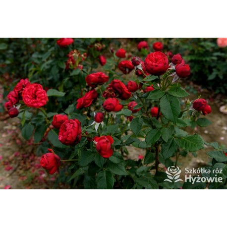 Piano® Pokaźne kwiaty, szczelnie wypełnione płatkami, o czerwonej barwie. Delikatnie pachnie.  Średniej wysokości krzew. 