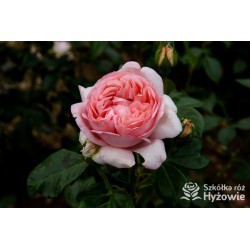 Voyage® Potężne , rozetkowe kwiaty o różowej barwie, przyjemnie pachnie. Ciemnozielone liście. Niski krzew.