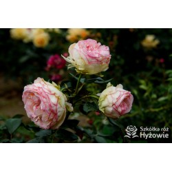  Biedermeier®. Duży kwiat, biało-różowej barwy. Duże, intensywnie zielone liście. Niziutki krzew.