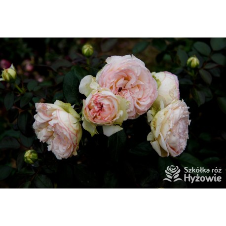  Biedermeier®. Duży kwiat, biało-różowej barwy. Duże, intensywnie zielone liście. Niziutki krzew.