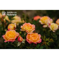 Little Sunset® niewielkie kwiaty w licznych gronach. Czerwono-złota barwa. Niziutki krzew.