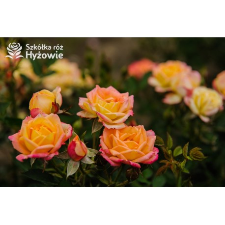 Little Sunset® niewielkie kwiaty w licznych gronach. Czerwono-złota barwa. Niziutki krzew.