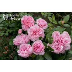 Schöne Maid® Pokaźne kwiaty, pełny układ płatków o różowej barwie, bardzo intensywnym zapachu. Średniej wysokości krzew.