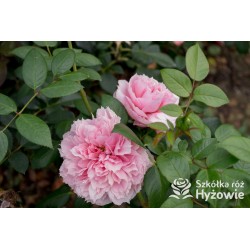 Schöne Maid® Pokaźne kwiaty, pełny układ płatków o różowej barwie, bardzo intensywnym zapachu. Średniej wysokości krzew.