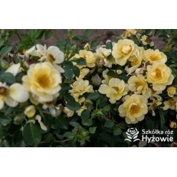 Bienenweide Gelb® Małe grona żółtych kwiatów. Błyszczące liście. Niziutki krzew.