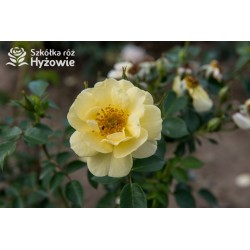 Bienenweide Gelb® Małe grona żółtych kwiatów. Błyszczące liście. Niziutki krzew.