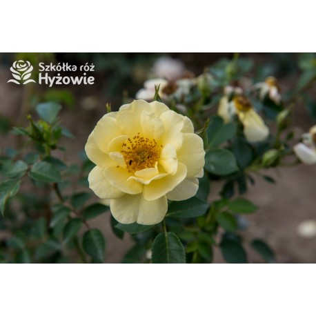 Bienenweide Gelb® Małe grona żółtych kwiatów. Błyszczące liście. Niziutki krzew.