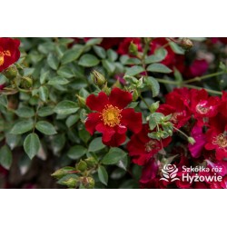 Bienenweide Hellrot® Bogate grona drobnych czerwonych kwiatów. Intensywnie zielone liście. Niski krzew.