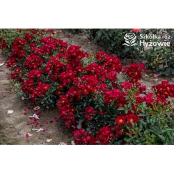 Bienenweide Hellrot® Bogate grona drobnych czerwonych kwiatów. Intensywnie zielone liście. Niski krzew.