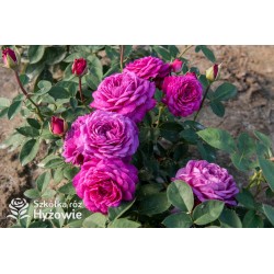 Heidi Klum® Dużę, nabite płatkami kwiaty o fioletowej barwie i intensywnym zapachu. Ciemne i matowe liście. Niziutki krzew.