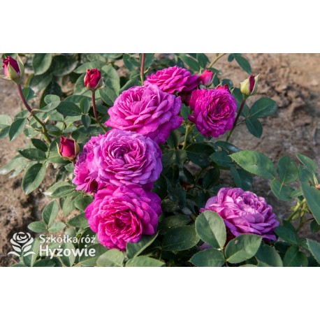 Heidi Klum® Dużę, nabite płatkami kwiaty o fioletowej barwie i intensywnym zapachu. Ciemne i matowe liście. Niziutki krzew.