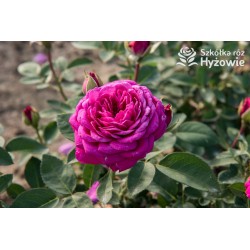 Heidi Klum® Dużę, nabite płatkami kwiaty o fioletowej barwie i intensywnym zapachu. Ciemne i matowe liście. Niziutki krzew.