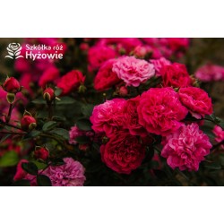 Roxy® drobny, pełny kwiat, amarantowa barwa. Duża liczba kwiatów. Niziutki krzew.