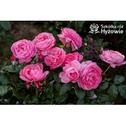 Kölner Flora® duży, szczelnie wypełnione płatkami o różowej barwie kwiaty, przyjemnym zapachu. Średniej wysokości krzew.