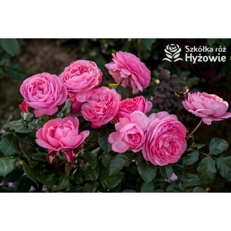 Kölner Flora® duży, szczelnie wypełnione płatkami o różowej barwie kwiaty, przyjemnym zapachu. Średniej wysokości krzew.