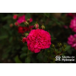 Roxy® drobny, pełny kwiat, amarantowa barwa. Duża liczba kwiatów. Niziutki krzew.