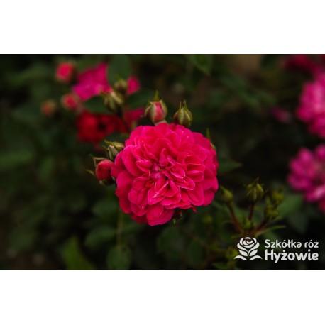 Roxy® drobny, pełny kwiat, amarantowa barwa. Duża liczba kwiatów. Niziutki krzew.