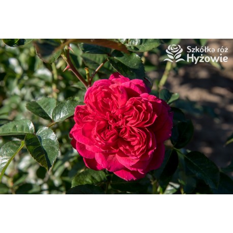 Soul® Duże, nabite płatkami kwiaty o fioletowej barwie , mocno pachnące. Średniej wysokości krzew.