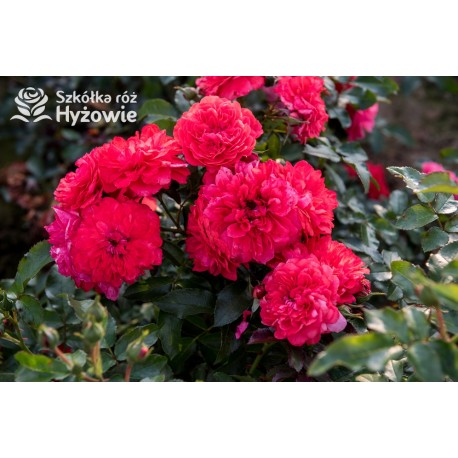 Uetersens Rosenkönigin® duże kwiaty szczelnie wypełnione płatkami, malinowa barwa, przyjemny zapach. Średniej wysokości krzew.