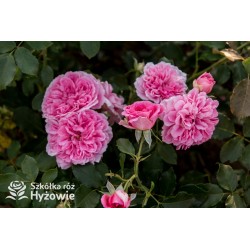 Uetersens Rosenprinzessin® duże kwiaty szczelnie wypełnione płatkami, różowa barwa, przyjemny zapach. Średniej wysokości krzew.