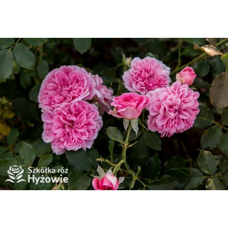 Uetersens Rosenprinzessin® duże kwiaty szczelnie wypełnione płatkami, różowa barwa, przyjemny zapach. Średniej wysokości krzew.