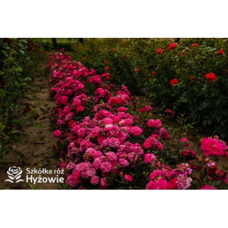 Roxy® drobny, pełny kwiat, amarantowa barwa. Duża liczba kwiatów. Niziutki krzew.