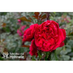 Florentina® Duże, rozetkowe kwiaty o czerwonej barwie. Wysoki krzew.