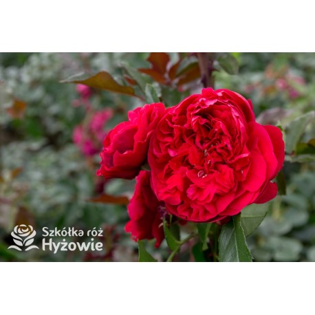 Florentina® Duże, rozetkowe kwiaty o czerwonej barwie. Wysoki krzew.