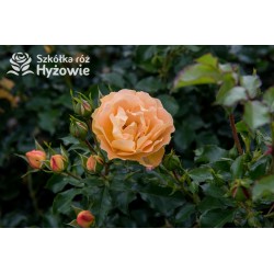 Lizzy® Złotej barwy kwiaty , pofalowane płatki. Żywo zielone liście. Wysoki krzew.