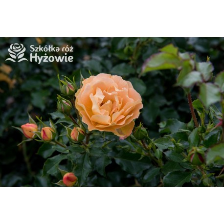 Lizzy® Złotej barwy kwiaty , pofalowane płatki. Żywo zielone liście. Wysoki krzew.