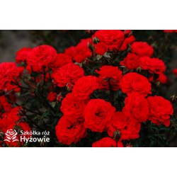 Zwergenefee 09® drobne kwiaty, pełne, czerwonej barwy. Bogate kwitnienie. Niziutki krzew.