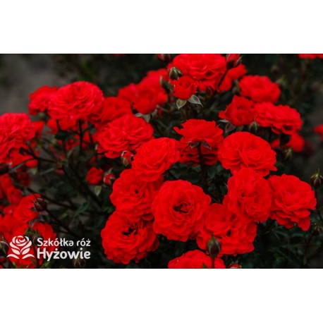 Zwergenefee 09® drobne kwiaty, pełne, czerwonej barwy. Bogate kwitnienie. Niziutki krzew.