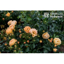 Lizzy® Złotej barwy kwiaty , pofalowane płatki. Żywo zielone liście. Wysoki krzew.