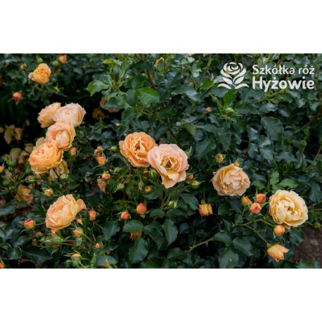 Lizzy® Złotej barwy kwiaty , pofalowane płatki. Żywo zielone liście. Wysoki krzew.