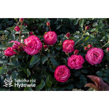 Rosanna® Duży, mocno pełny kwiat, o różowo-łososiowej barwie, przyjemnym zapachu. Wysoki krzew.