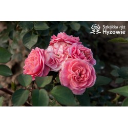 Bailando® Pełne, nabite płatkami kwiaty o różowej barwie i delikatnym zapachu. Niski krzew.