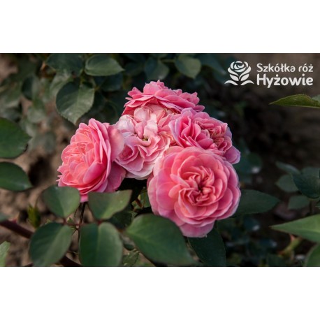 Bailando® Pełne, nabite płatkami kwiaty o różowej barwie i delikatnym zapachu. Niski krzew.