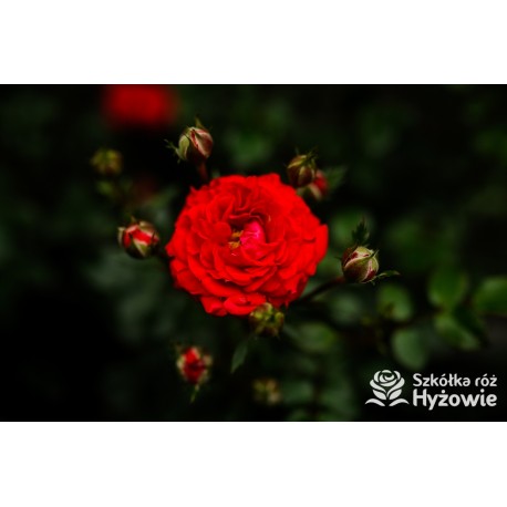 Zwergenefee 09® drobne kwiaty, pełne, czerwonej barwy. Bogate kwitnienie. Niziutki krzew.