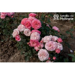 Bailando® Pełne, nabite płatkami kwiaty o różowej barwie i delikatnym zapachu. Niski krzew.