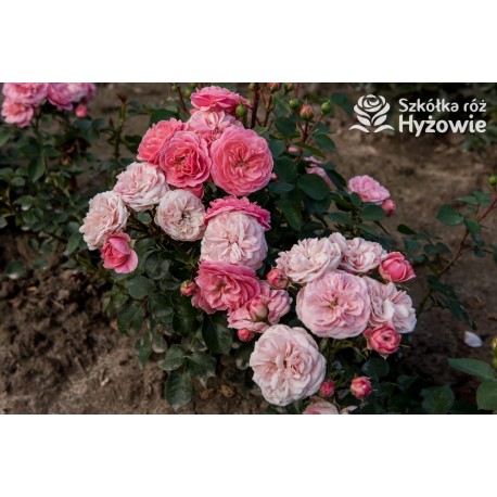 Bailando® Pełne, nabite płatkami kwiaty o różowej barwie i delikatnym zapachu. Niski krzew.